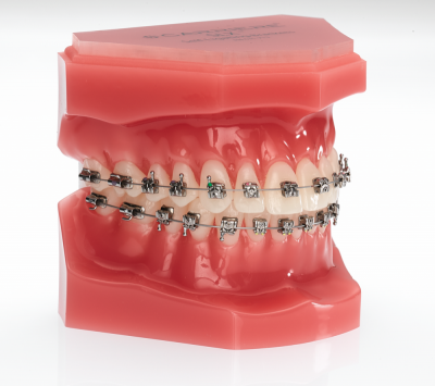 Typodont Carriere LX SLB (5-5) Qty. 1